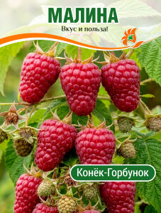 Малина Конёк Горбунок (ремонтантная)