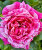 Роза Инес Састр 