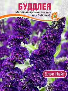 Буддлея Блэк Найт (Давида)