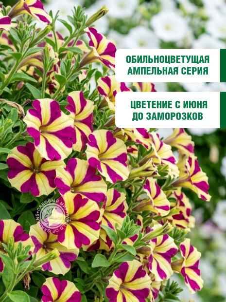 Петуния ампельная Лавина Пурпурно-Желтая звезда F1 семена