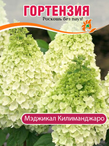 Гортензия Мэджикал Килиманджаро (метельчатая)