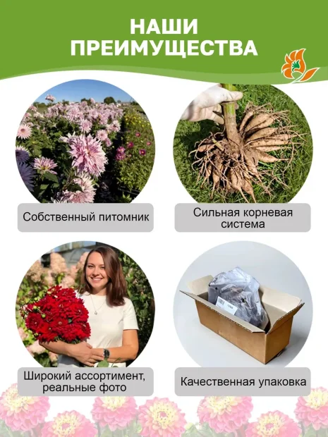 Георгин Мелоди Дикси (низкорослый) 