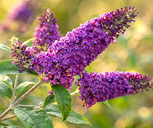 Буддлея